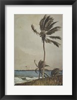 Palm Tree, Nassau Fine Art Print