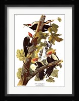 Pileated Woodpecker Fine Art Print