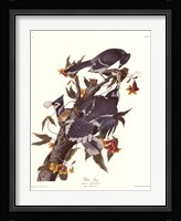 Blue Jay Fine Art Print