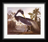 Louisiana Heron Fine Art Print