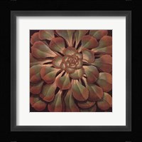 Succulent II Framed Print