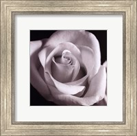 Open Rose Fine Art Print
