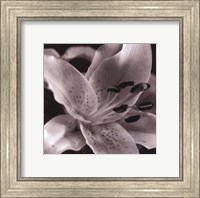 Speckled Lily Fine Art Print