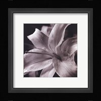 Pure Lily Fine Art Print