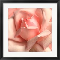 Pink Rose Fine Art Print