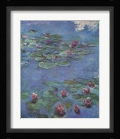 Waterlilies Fine Art Print