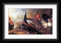 Peacock and Pheasant Fine Art Print