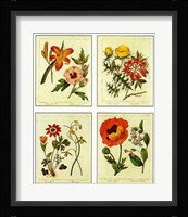 Botanical, 4 Up Framed Print
