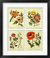 Botanical, 4 Up Framed Print