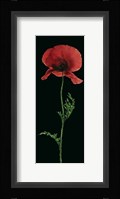 Poppy Fine Art Print