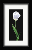 Tulip Fine Art Print