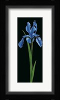 Iris Fine Art Print