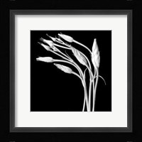 Lizzianthus Fine Art Print