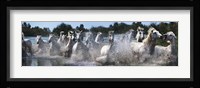 Horses in the Camargue, France Fine Art Print