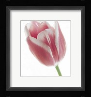 Tulip in Bloom Fine Art Print