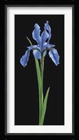 Iris Fine Art Print