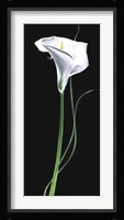 Calla Lily Fine Art Print