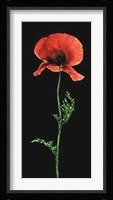 Poppy Fine Art Print