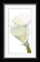 Lily in Bloom II Fine Art Print