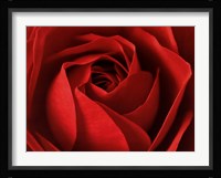 L'Important, c'est la Rose Fine Art Print