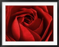 L'Important, c'est la Rose Fine Art Print