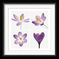 Four Crocuses Fine Art Print