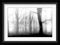 Misty Morning Fine Art Print