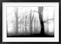 Misty Morning Fine Art Print