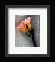 Amarylis Fine Art Print