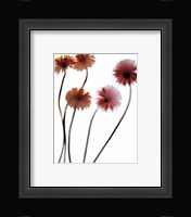 Gerbera Fine Art Print