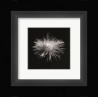 Flower Series I Fine Art Print