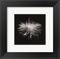 Flower Series I Fine Art Print