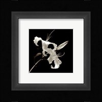 Flower Series II Fine Art Print