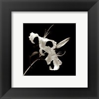 Flower Series II Fine Art Print