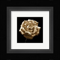 Flower Series III Fine Art Print