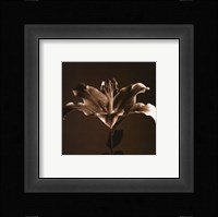 Flower Series IV Fine Art Print