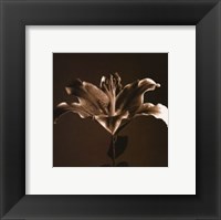 Flower Series IV Fine Art Print