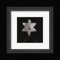 Flower Series VI Fine Art Print