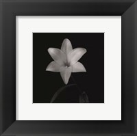Flower Series VI Fine Art Print
