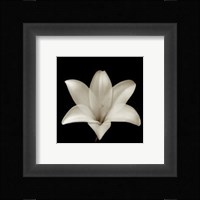 Flower Series VII Fine Art Print