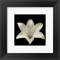 Flower Series VII Fine Art Print