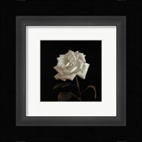 Flower Series VIII Fine Art Print