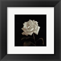 Flower Series VIII Fine Art Print