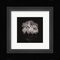 Flower Series IX Fine Art Print
