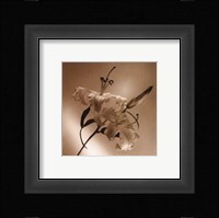 Flower Series X Fine Art Print