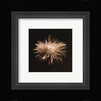 Flower Series XI Fine Art Print