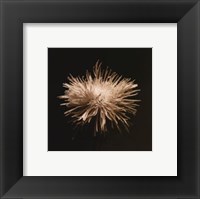 Flower Series XI Fine Art Print