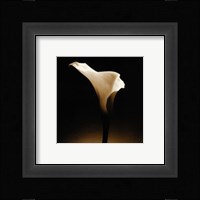 Flower Series XII Fine Art Print