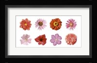 Petales Rouges et Roses Fine Art Print