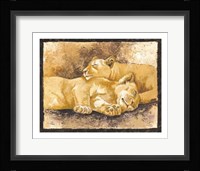Sleeping Lions Fine Art Print